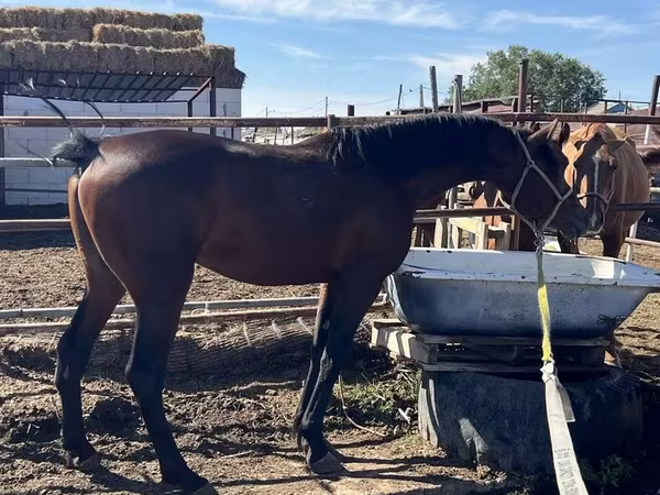 Horse (M), Standardbred