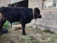 Toro, Simmental cattle — foto 1