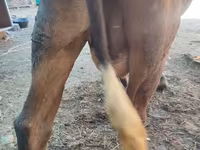 Vaca, Ganado vacuno — foto 4
