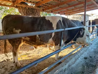 Bull, Kazakh White-headed cow — photo 3