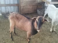 عنزة, Alpine goat — الصورة 1