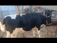 牛只（批次，未指定性别）, Russian Black pied cattle — 照片 2