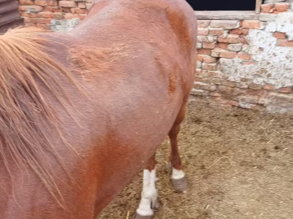 حصان, Horse breed