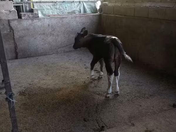 Toro, Ganado vacuno
