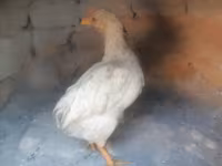 Chickens — Foto 2