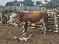 ثور, Simmental cattle — الصورة 1