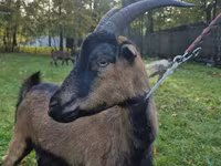 عنزة, Alpine goat — الصورة 5