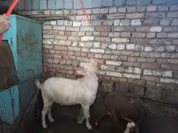 Billy Goat, Goats — photo 4