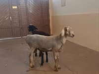 Carnero, Hissar sheep — foto 1