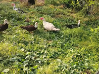 Turkeys — Foto 2