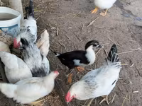Chickens — photo 3