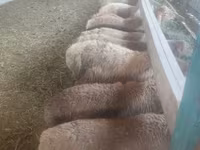 母羊, Sheep — 照片 1