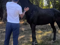 公马, Russian warmblood — 照片 1