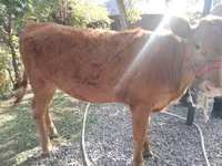 母牛, Swiss cattle — 照片 6