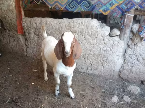 Billy Goat, Boer goat