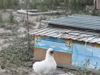 Thailändisches Kampfhuhn — Foto 6
