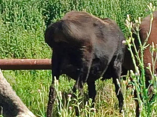 نعجة, Arashan sheep