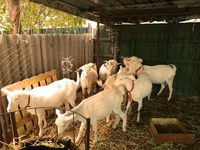 Cabras (lote, sexo no especificado), Pomellata goat — foto 4