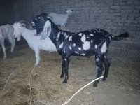 Cabro, Beetal goats — foto 4