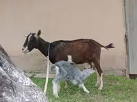 Коза, Альпийская коза — фото 6