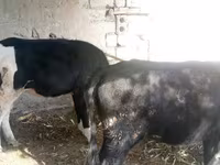 Kuh, Russian Black pied cattle — Foto 1