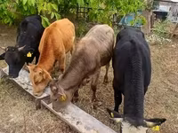 Toro, Ganado vacuno — foto 4