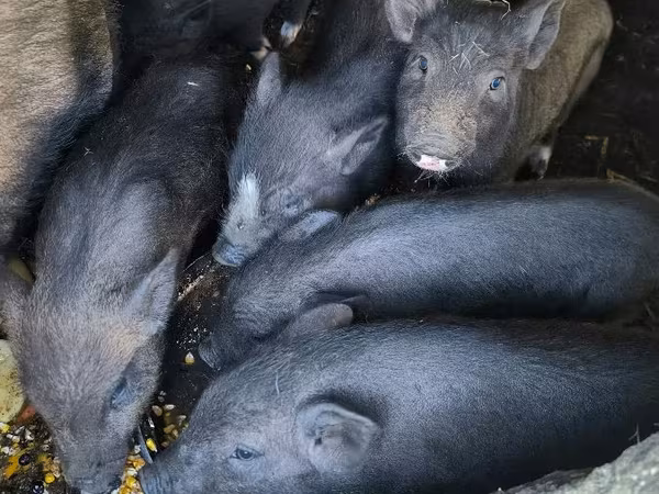 Sow, Вьетнамская вислобрюхая