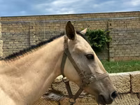 Caballos (lote, sexo no especificado), Caballos — foto 5