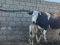 Vaca, Simmental cattle — foto 2