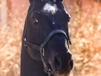 حصان, Thoroughbred horse — الصورة 5