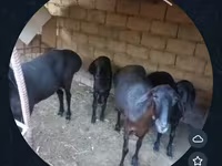 भेड़, भेड़ — फ़ोटो 2