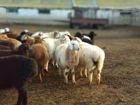 公羊, Sheep — 照片 1