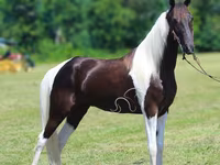 Horse (M), Tennessee Walking Horse — photo 2