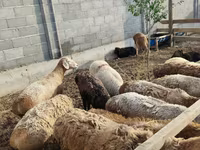 母羊, Sheep — 照片 6