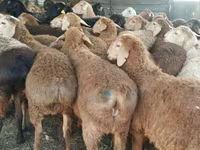 كبش, Kazakh fat-tailed coarsewool sheep — الصورة 3
