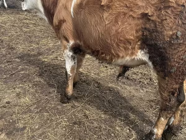 ثور, Simmental cattle
