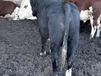 Toro, Simmental cattle — foto 2