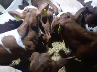 Bull, Simmental cattle — photo 2