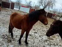 حصان, Kazakh horse — الصورة 1