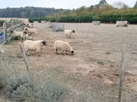 Widder, Scottish Blackface sheep — Foto 1