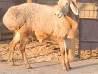 Carnero, Hissar sheep — foto 1