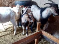 Cabra, Cabras — foto 4