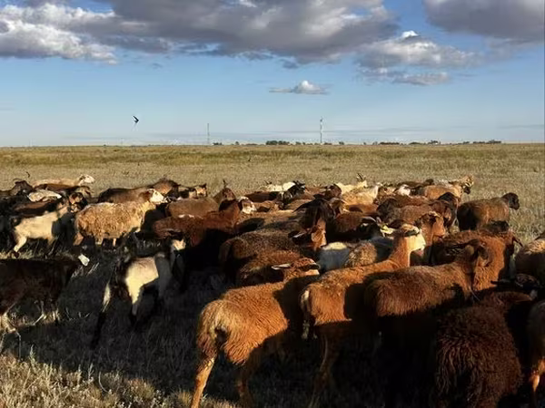 Sheep, Sheep
