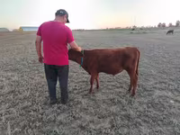 Vaca, Vaca de estepa roja — foto 5