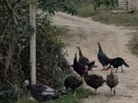 Turkeys — الصورة 5