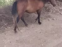 Caballo, Russian Don — foto 3