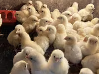 Chickens — الصورة 1
