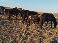 حصان, Kazakh horse — الصورة 3