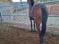 Stute, Kazakh horse — Foto 4