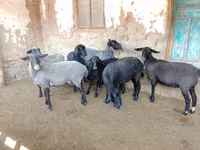 Schaf, Romanov sheep — Foto 4